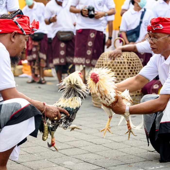 CHUTOGEL - Adu ayam jago dalam tradisi rakyat Bali