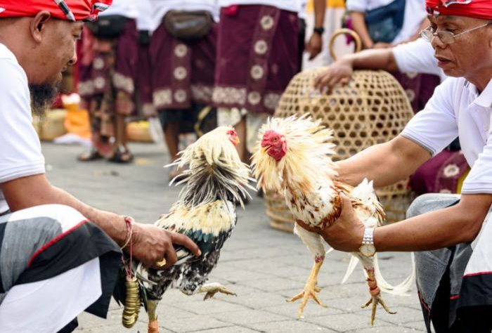 CHUTOGEL - Adu ayam jago dalam tradisi rakyat Bali